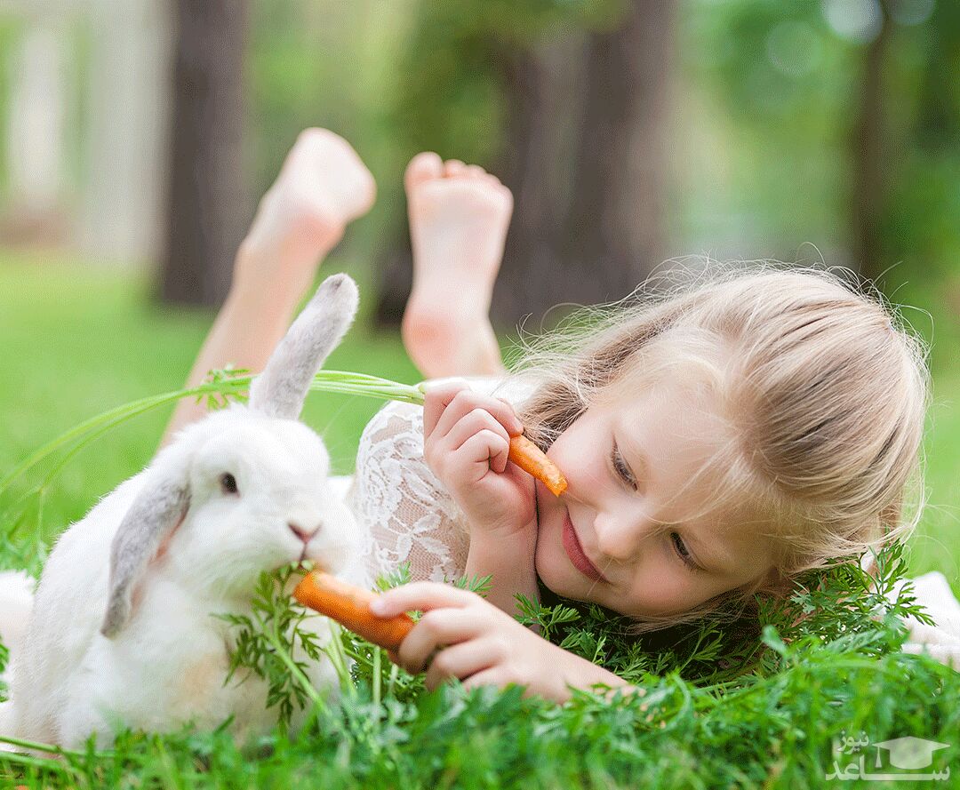 دادن هویج به خرگوش