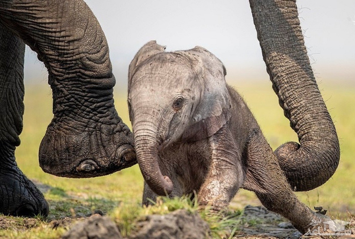 (ویدئو) تلاش بچه فیل برای ایستادن