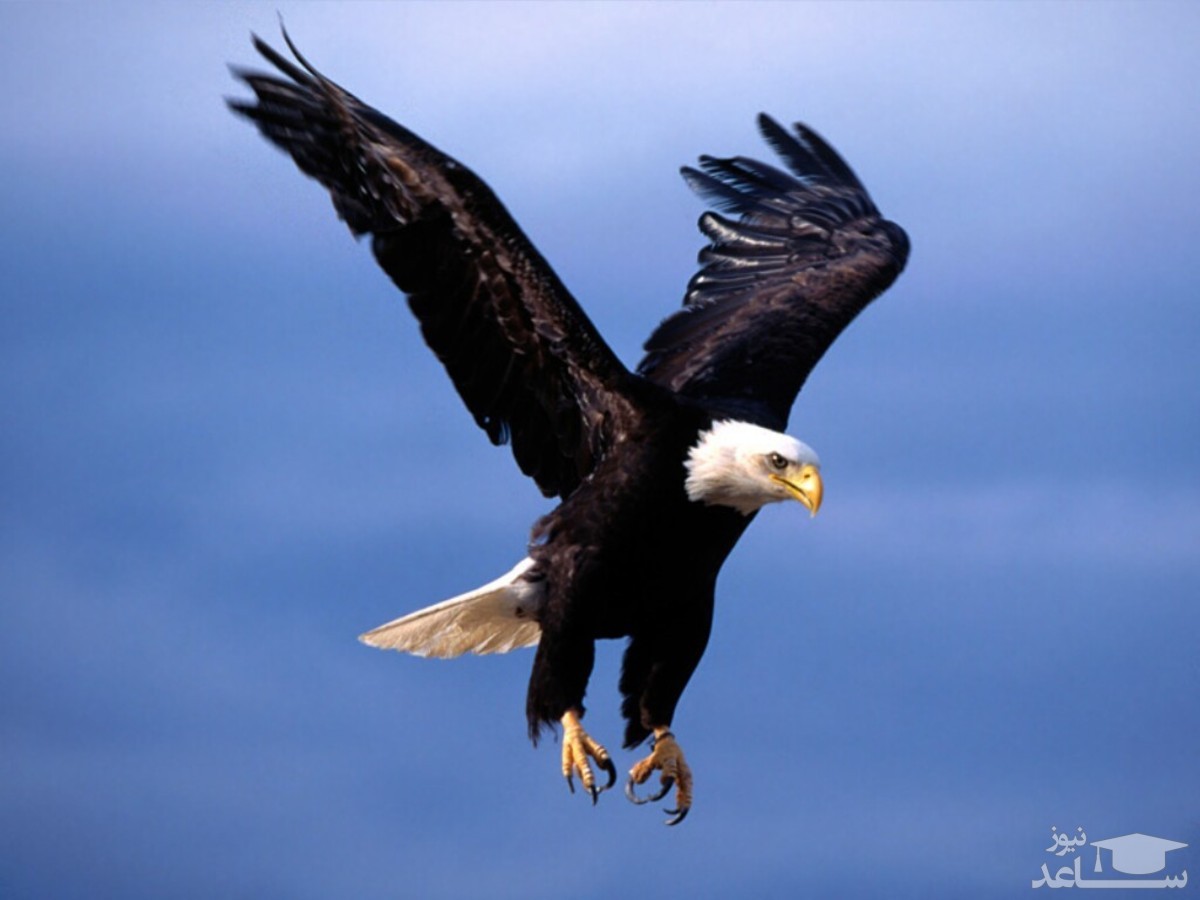 (فیلم) جدال باورنکردنی عقاب با هواپیما