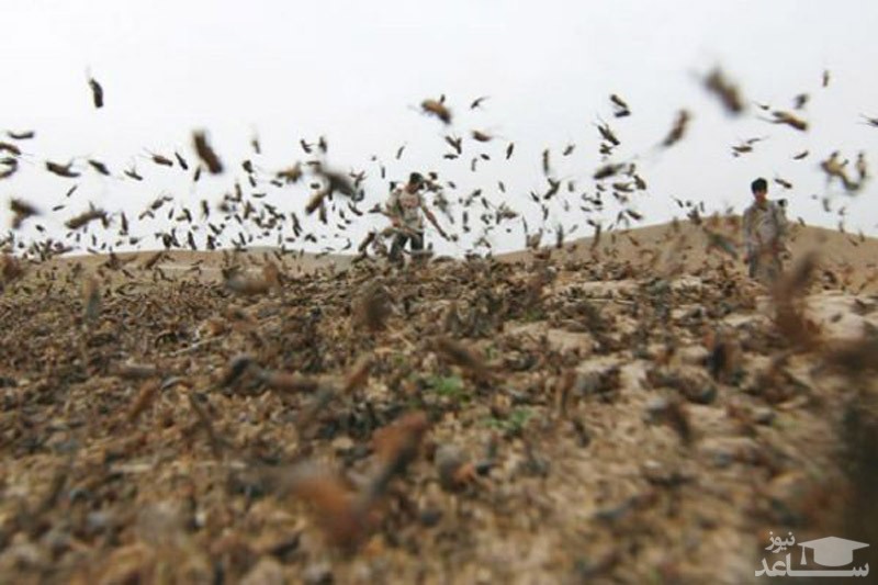(فیلم) حمله ملخ ها به مزارع ایران !