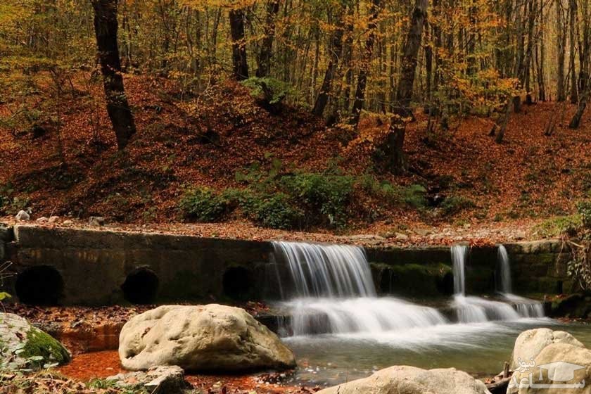 در مورد جنگل راش چه می دانید؟