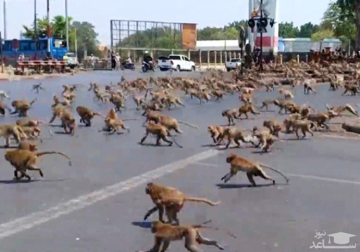 (فیلم) جنگ وحشتناک صدها میمون بر سر یک تکه غذا