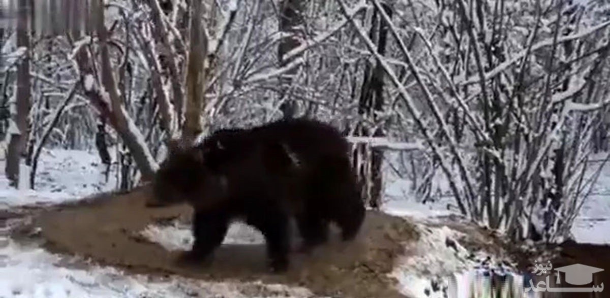 ویدئو غم انگیز از خرس آزاد شده از باغ وحش!