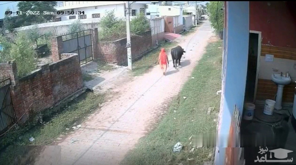 (فیلم) برخورد وحشتناک گاو با یک موتورسوار
