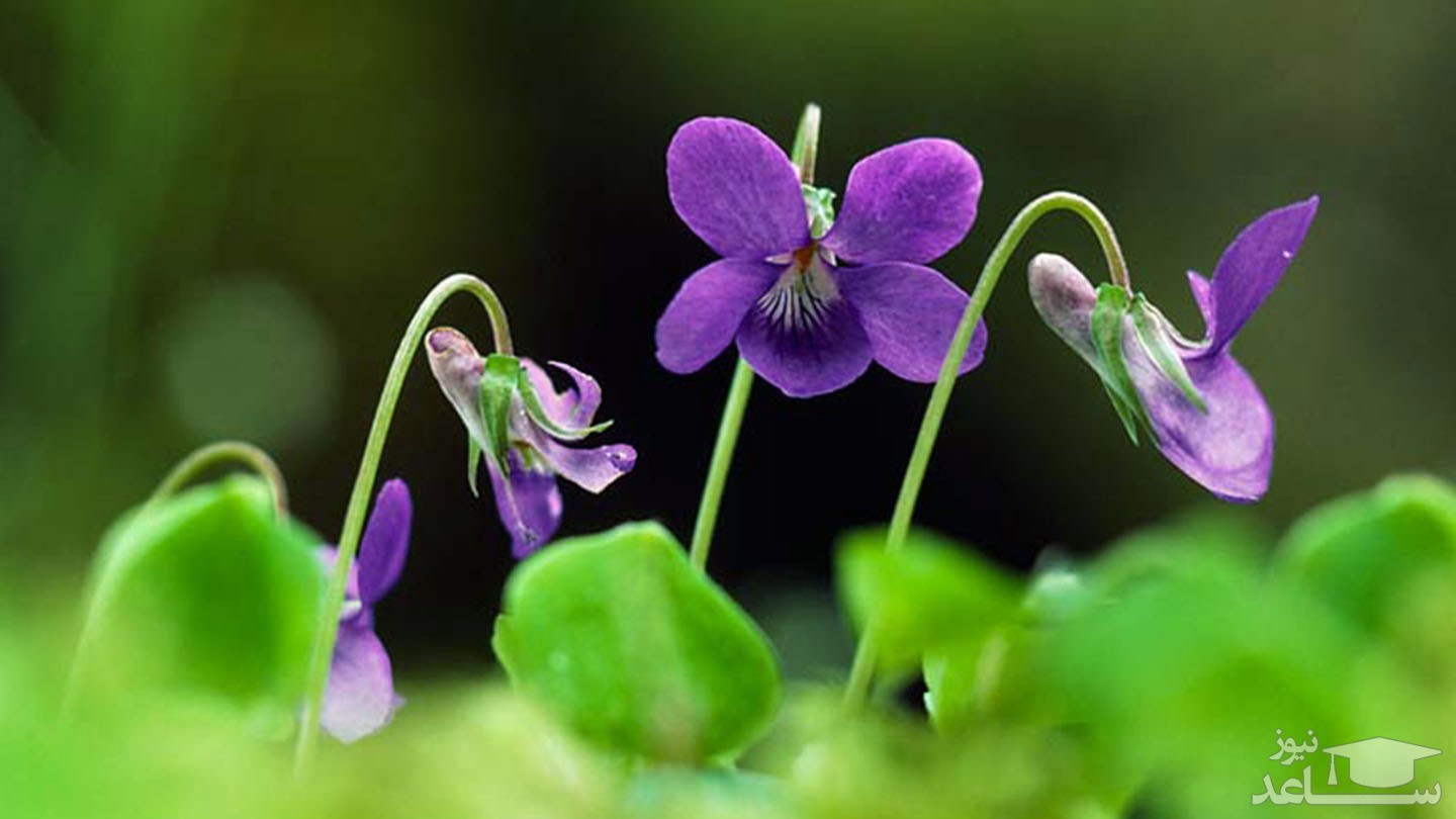 از فواید بی نظیر گل بنفشه چه میدانید؟