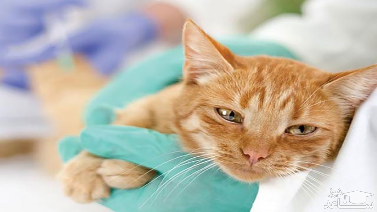 دلایل و علائم بیماری کبدی در گربه ها