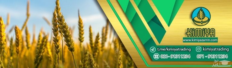 نحوه خرید عمده گندم و مزایا آن