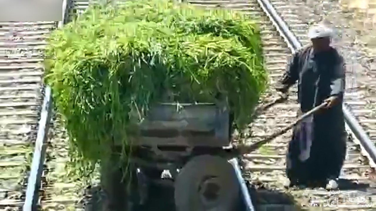 (فیلم) توقف قطار برای عبور گاری از روی ریل راه آهن