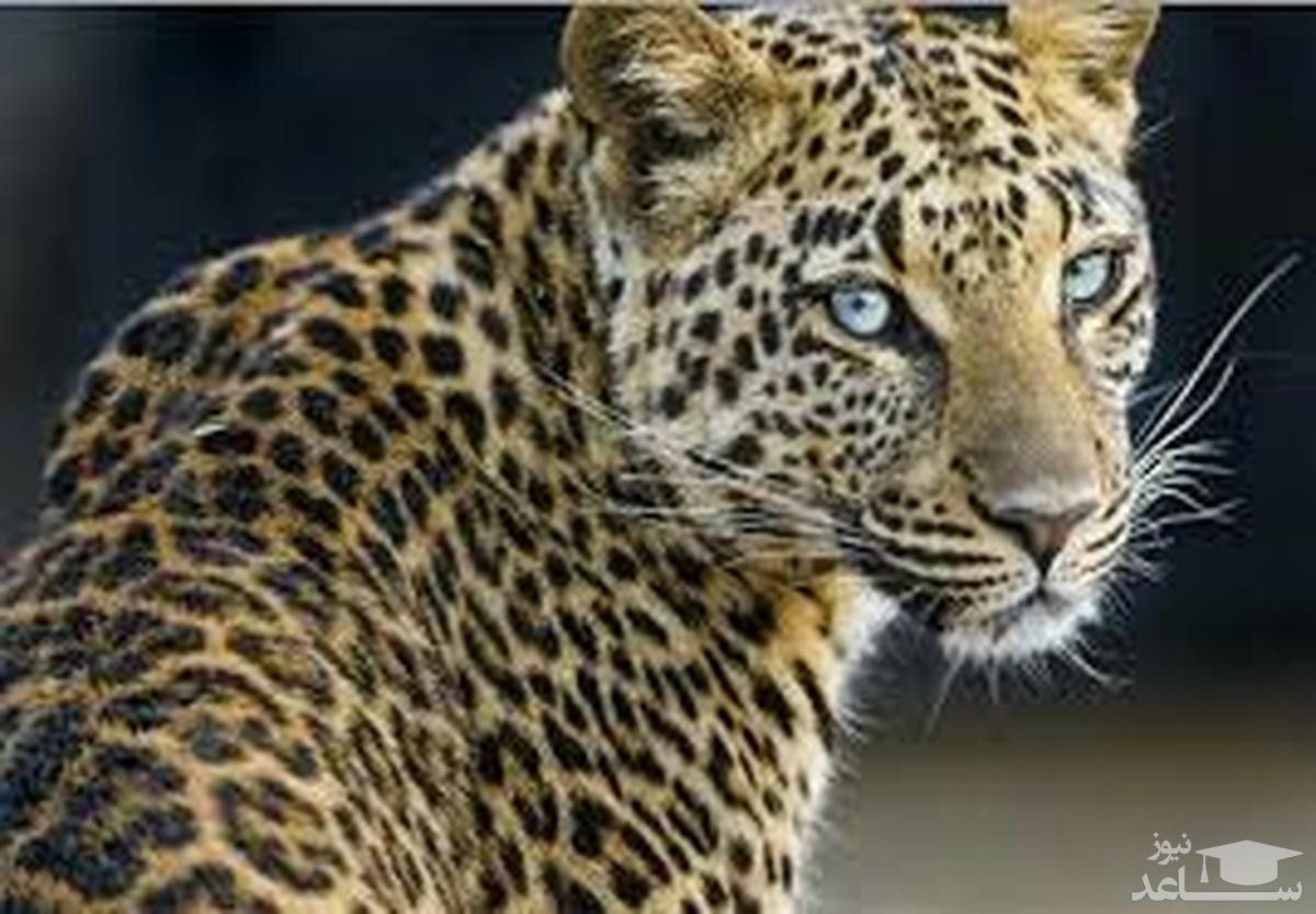 پلنگ گرفتار در دام