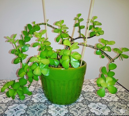 پوستر گیاه کراسولا پافیلی