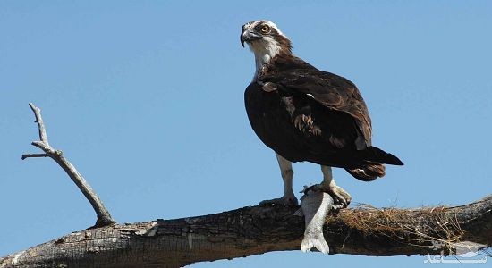 دانلود آهنگ عقاب دریایی از افکت صوتی انسان و موجودات زنده
