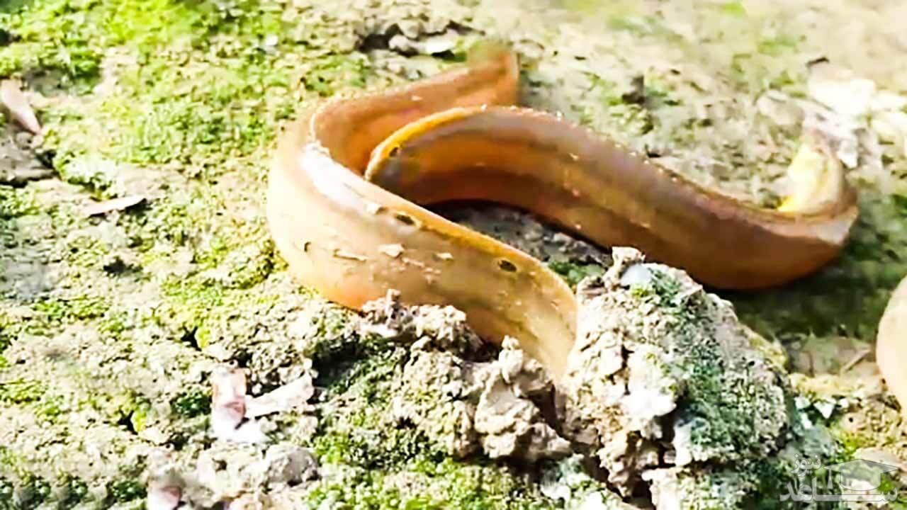 (فیلم) ماهی‌هایی که برای خود پناهگاه‌های خاکی می‌سازند!