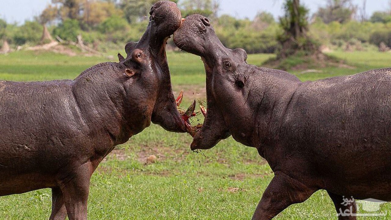 (فیلم) جدال هولناک دو اسب آبی در آب