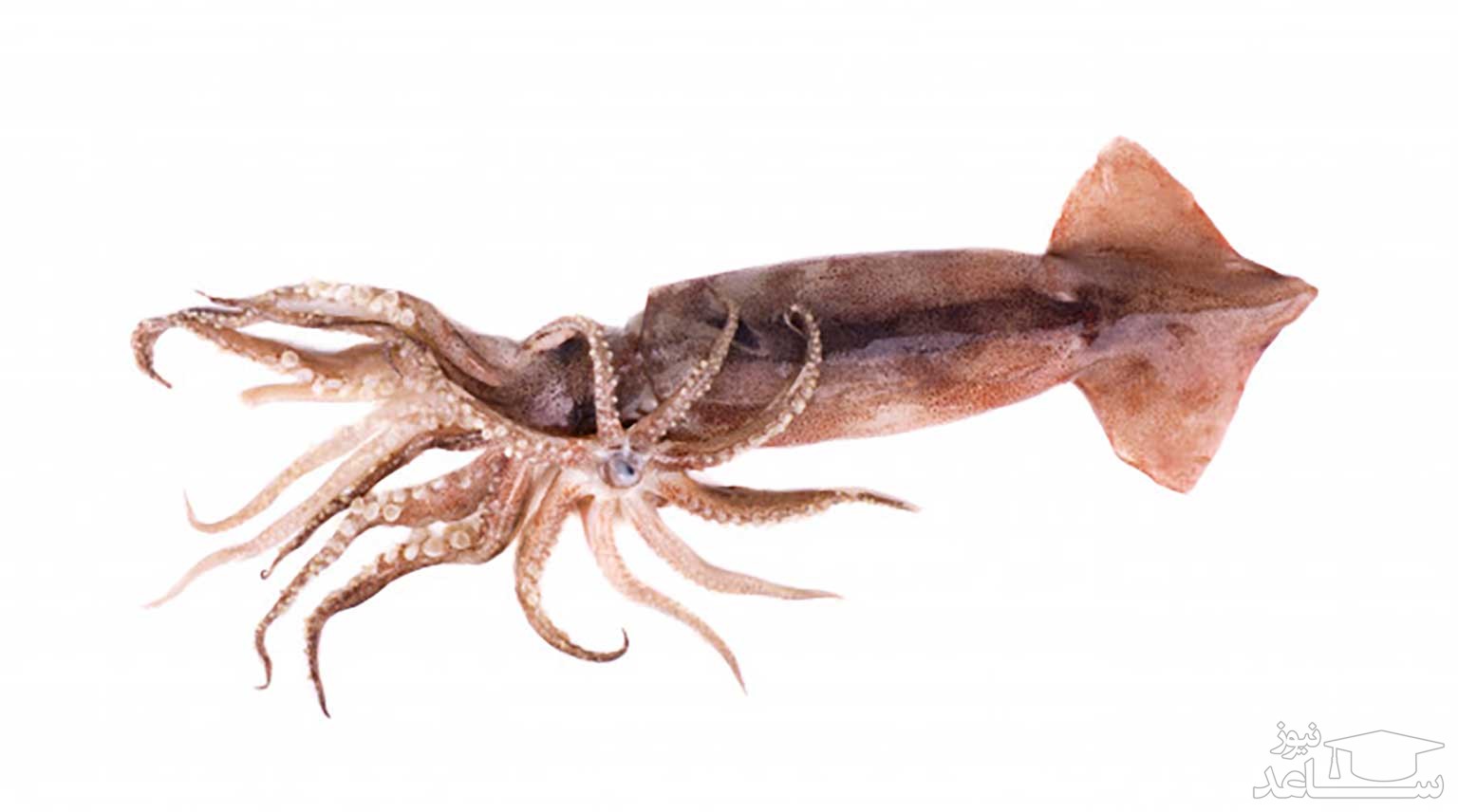 ماهی مرکب