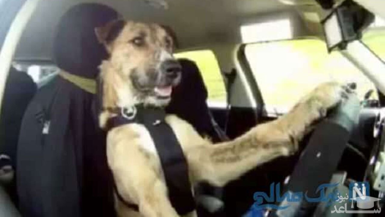 (فیلم) رانندگی بی نظیر و جالب یک سگ باهوش