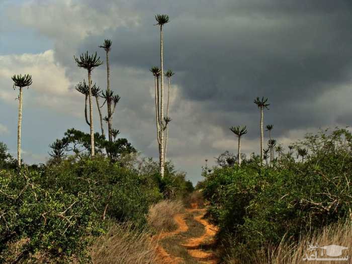 پارک ملی کوکاما