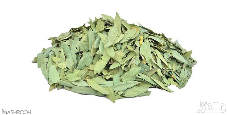 با فواید و مضرات گیاه برگ سنا بیشتر آشنا شوید