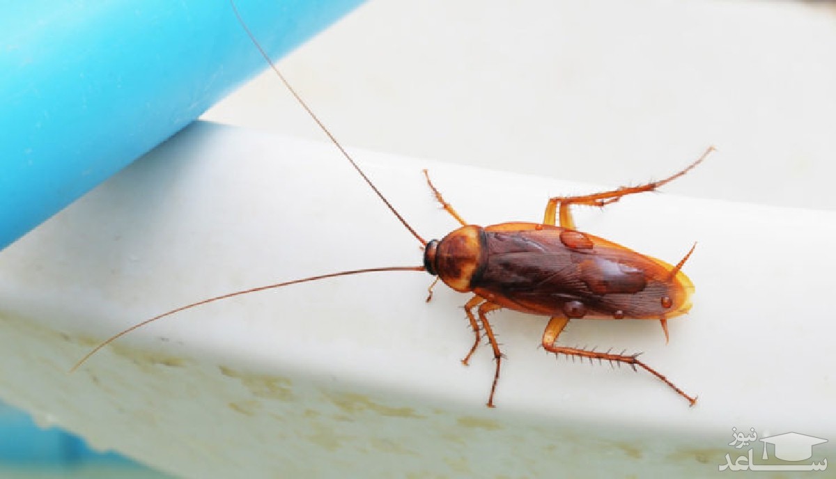 روش های خانگی برای کشتن و دور کردن سوسک ها از خانه