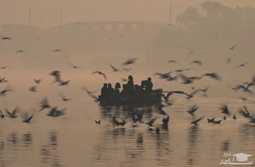غذا دادن به مرغان دریایی روی قایق در رود یامونا در شهر به شدت آلوده دهلی هند/ خبرگزاری فرانسه