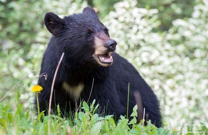 تیکه پاره شدن مرد نیکشهری توسط خرس سیاه