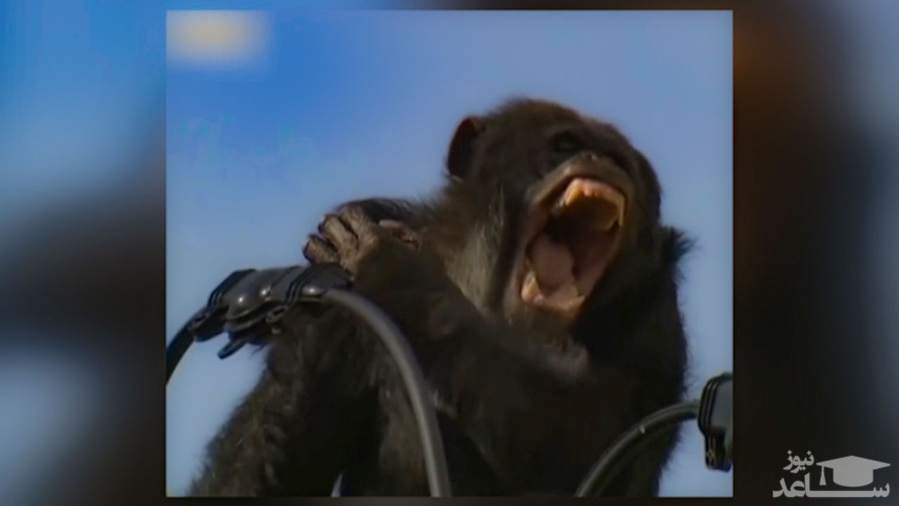 (فیلم) تلاش شامپانزه برای فرار از مسئولین یک پارک جانوری در ژاپن