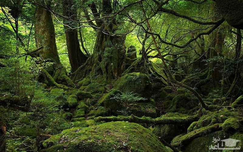 جنگل آکیوگاهارا (Aokigahara Forest)