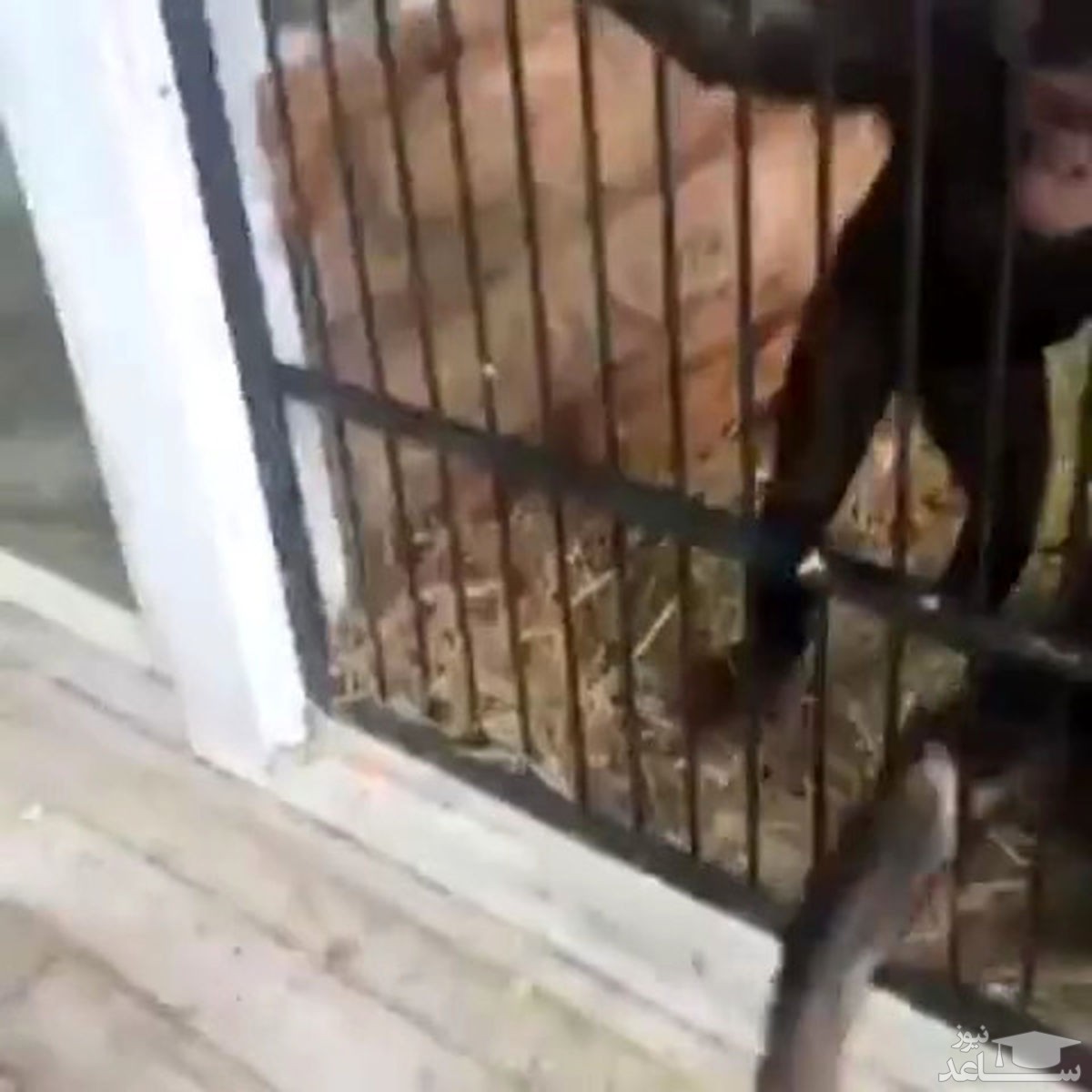 (فیلم) زورگیری وحشتناک میمون ها از بازدیدکنندگان