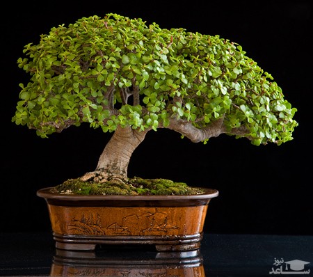 پوستر گیاه کراسولا پافیلی