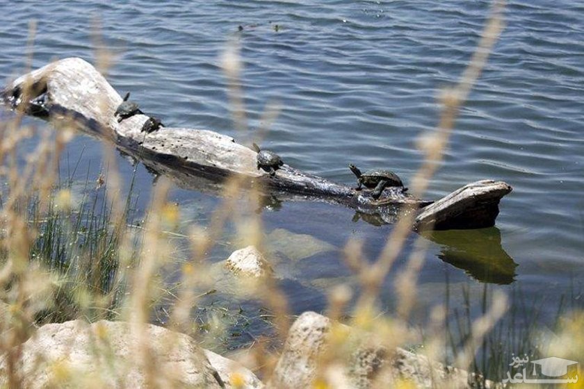 تالاب هشیلان کرمانشاه