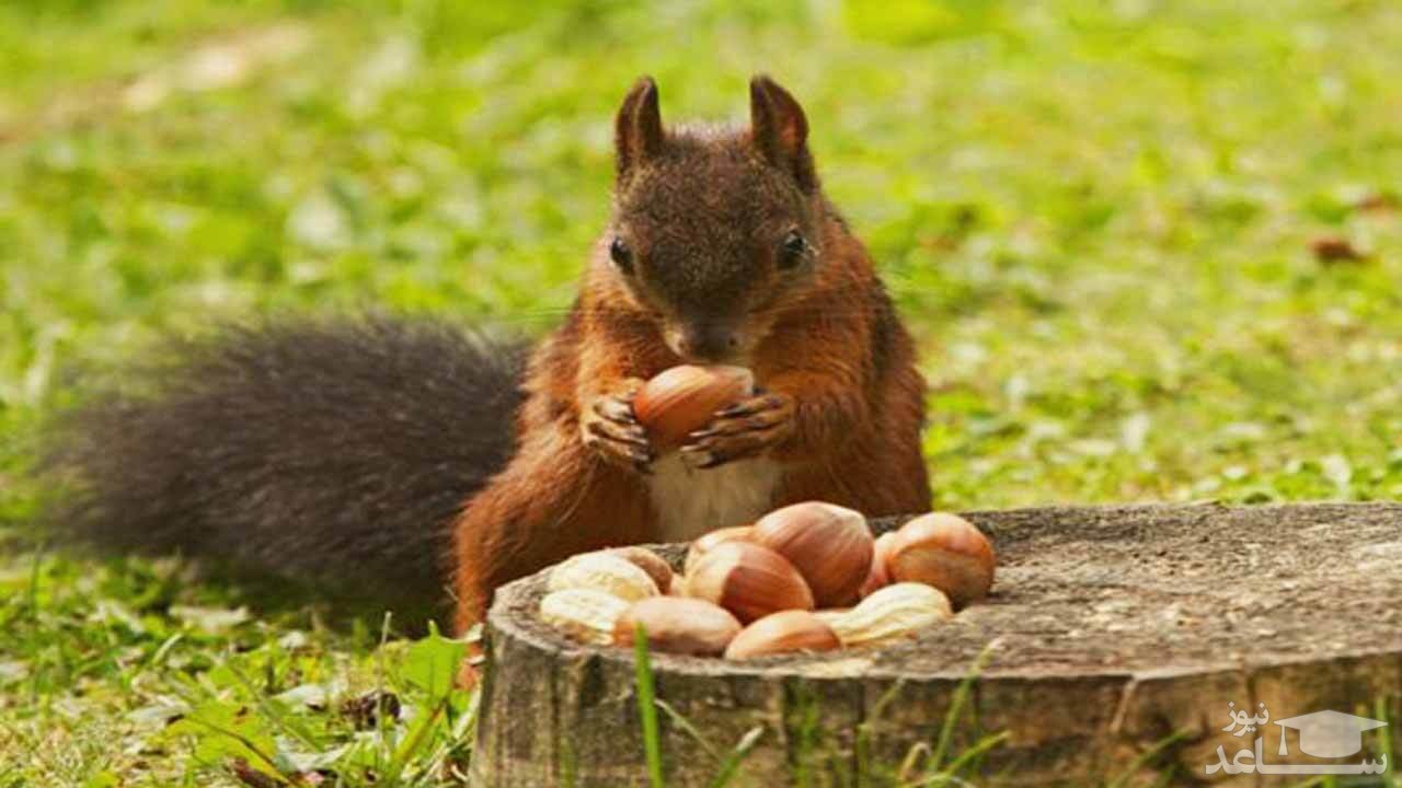 (فیلم) ذخیره ۱۳۰ کیلوگرم بلوط توسط سنجاب ها در یک دکل مخابراتی!