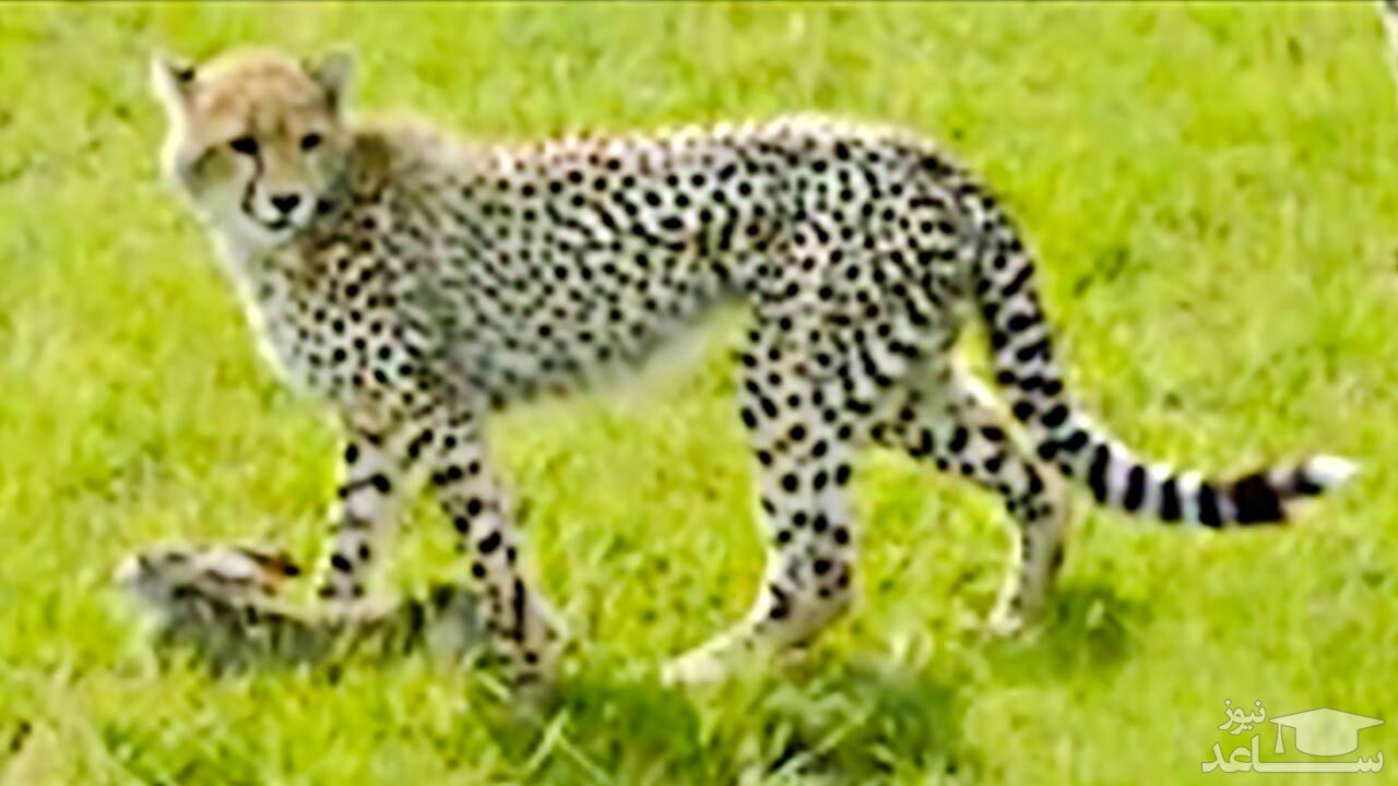 (فیلم) بازی یوزپلنگ جوان با اولین شکارش!