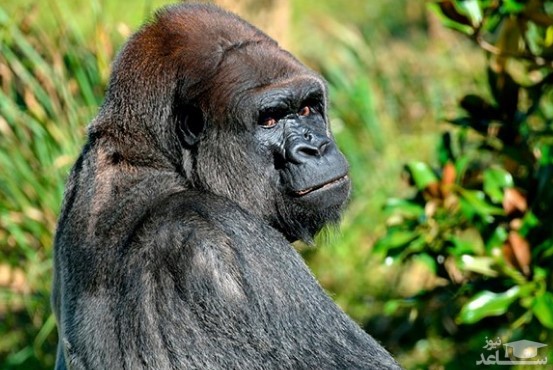 منطقه حفاظت شده گوریل Lésio Louna