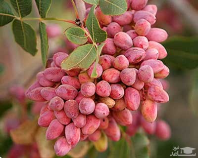 نحوه پرورش و نگهداری پسته