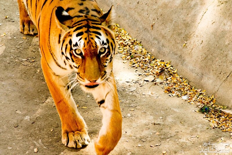 باغ وحش جیپور | Jaipur Zoo