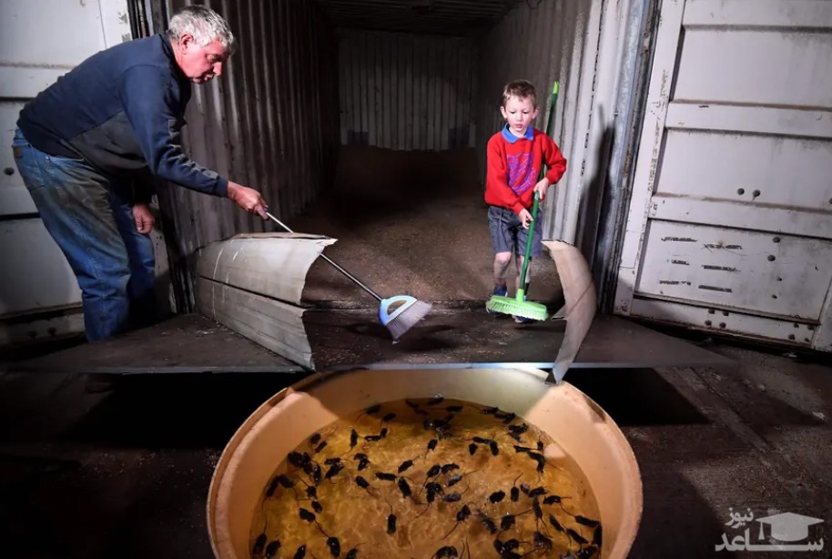 جمع کردن موش از تله 