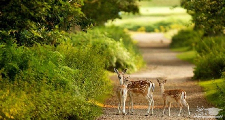 جاهای دیدنی جزیره کیش