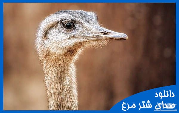 دانلود آهنگ شتر مرغ از افکت صوتی انسان و موجودات زنده