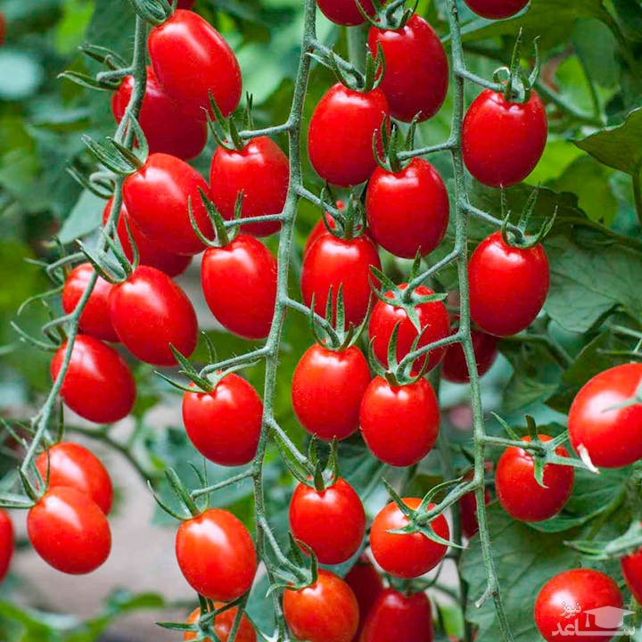 نحوه پرورش و نگهداری گوجه فرنگی