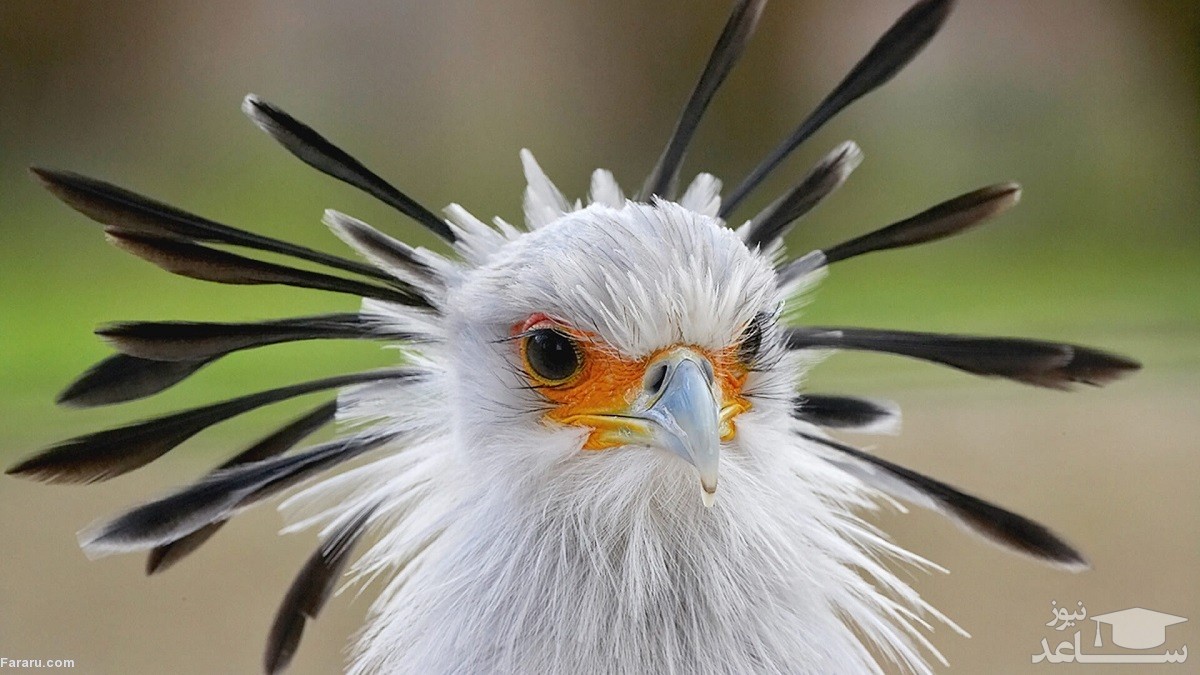(فیلم) مرغ منشی، قاتل مارها