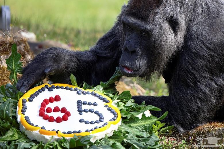 جشن تولد 65 سالگی گوریل باغ وحش برلین با یک کیک برنجی- میوه ای. گوریل باغ وحش برلین پیرترین گوریل جهان است./ رویترز