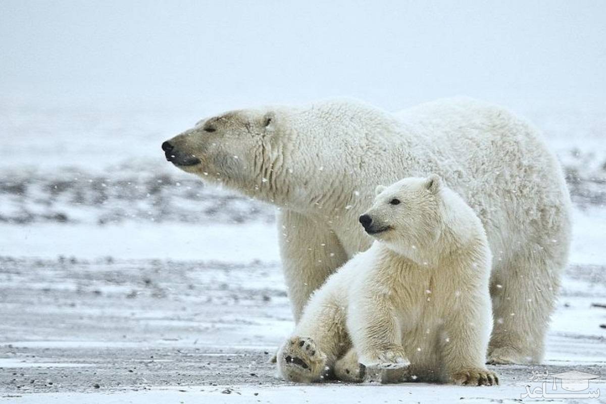 (ویدئو) لحظاتی تماشایی از بازی خرس قطبی با فرزندش