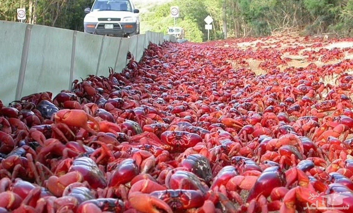 (فیلم) راهپیمایی میلیونی خرچنگ‌های قرمز