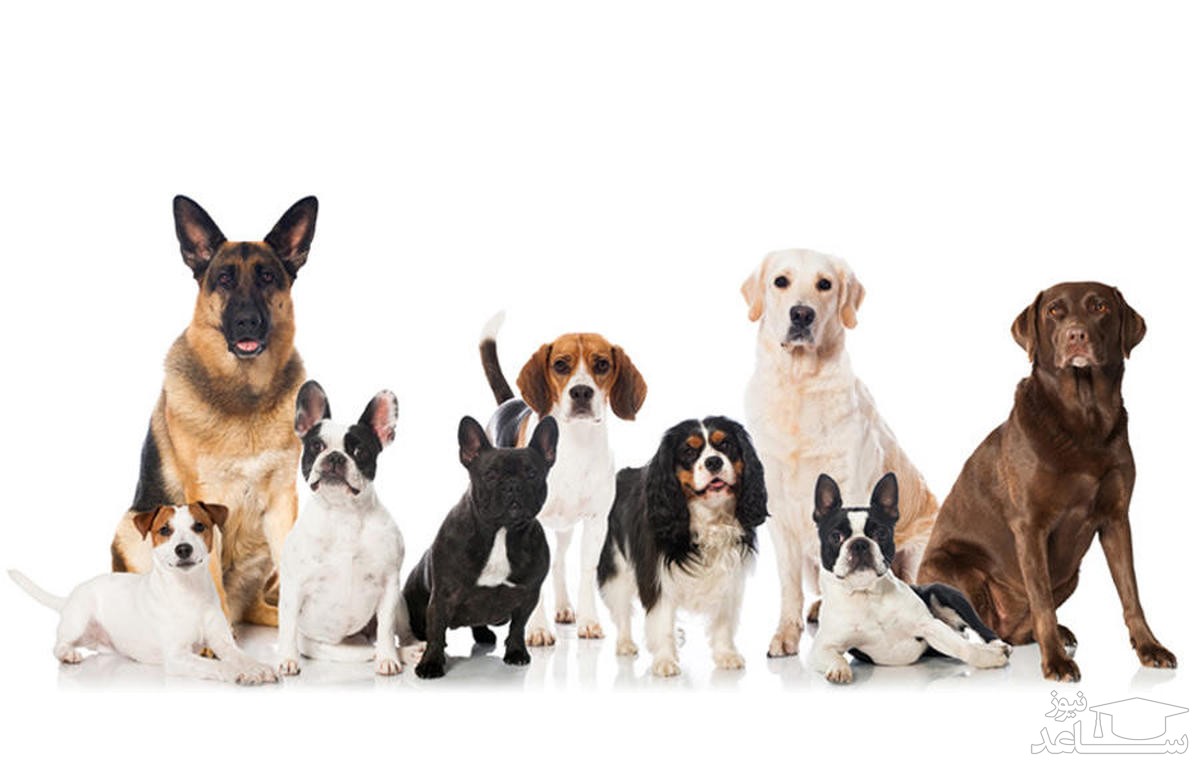 بیماری های شایع در نژادهای مختلف سگ