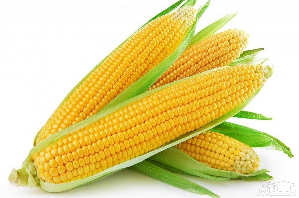 آشنایی با خاصیت درمانی ذرت