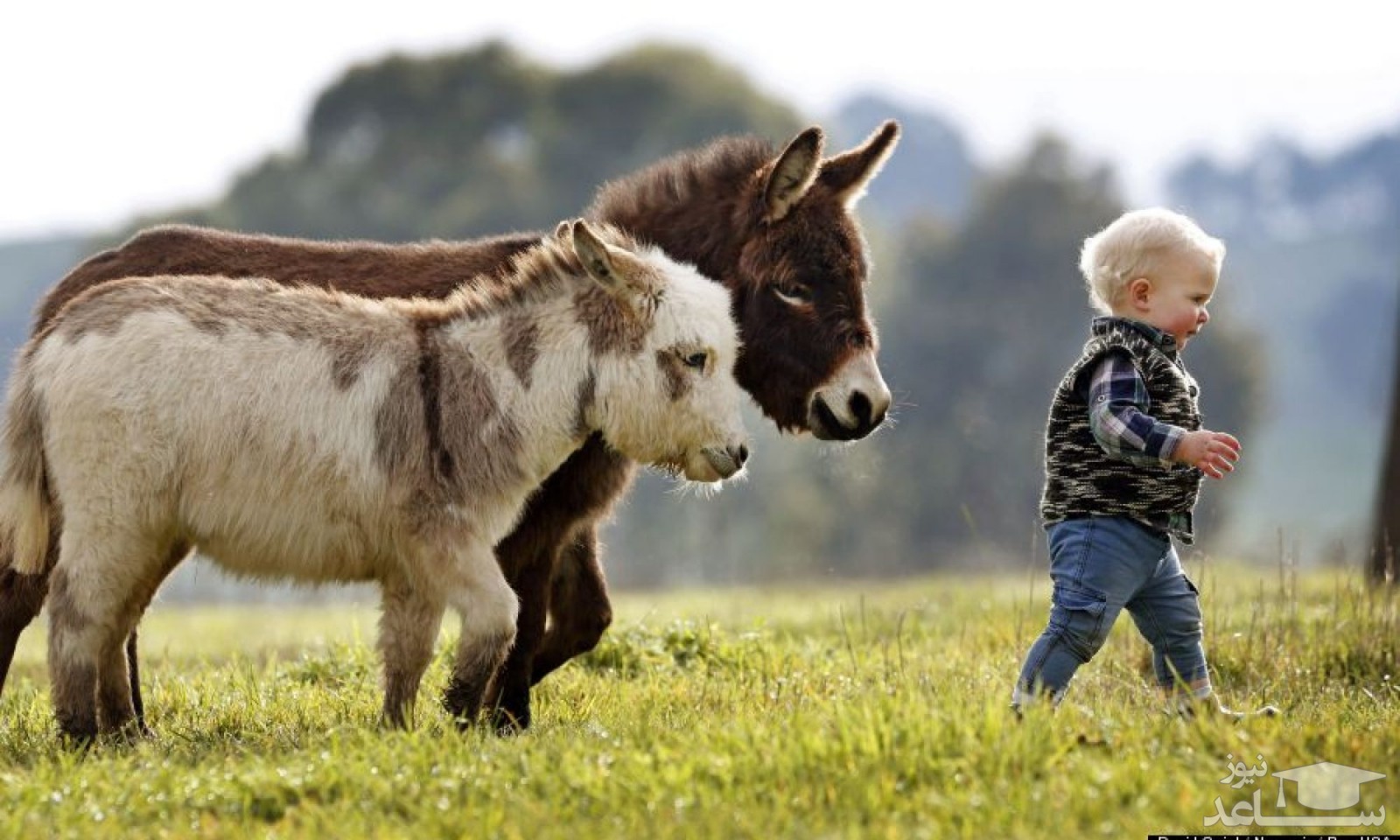 ارتباط الاغ و کودکان