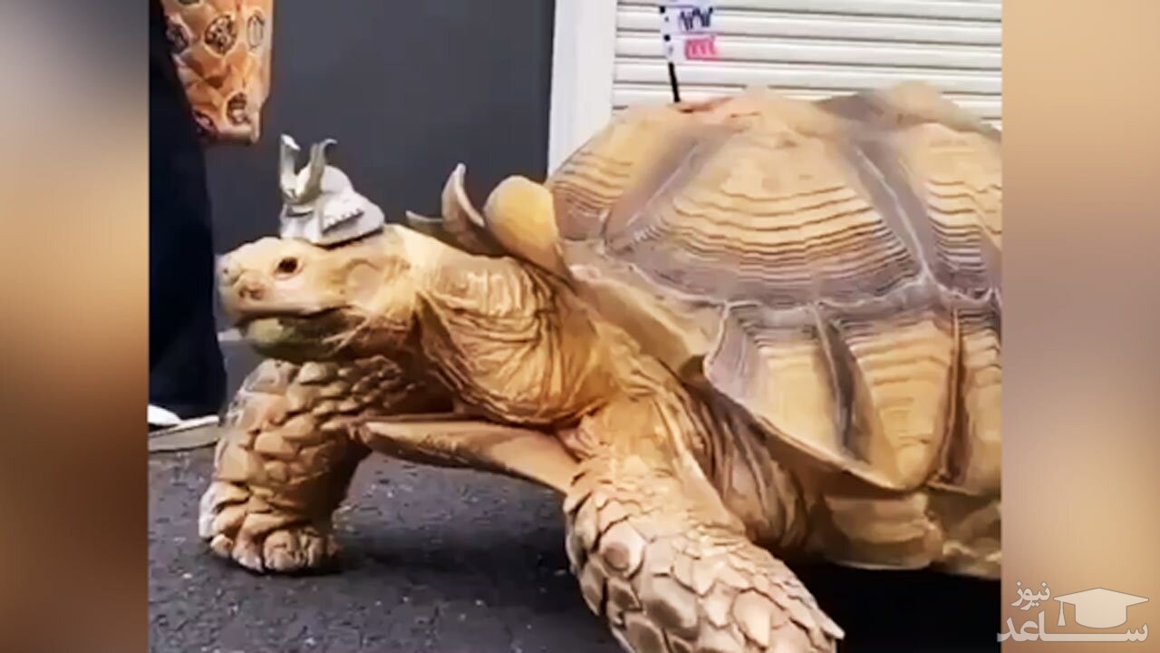 (فیلم) رفاقت ۲۵ ساله یک مرد با لاکپشت 