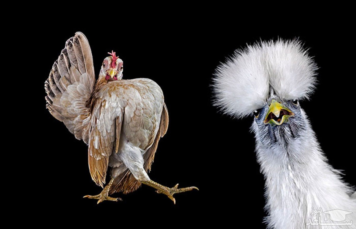 (فیلم) برگزاری نمایشگاه زیباترین مرغهای دنیا