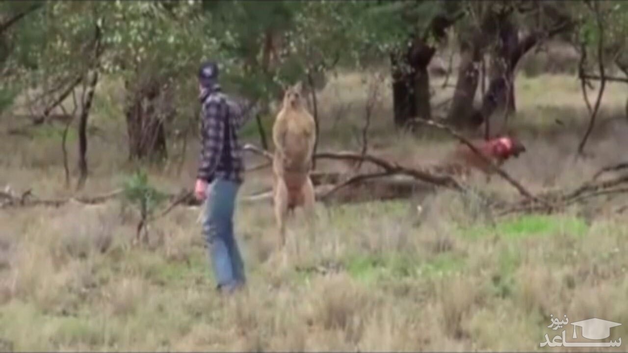 (فیلم) مشت زدن یک مرد به صورت کانگورو برای نجات سگ 