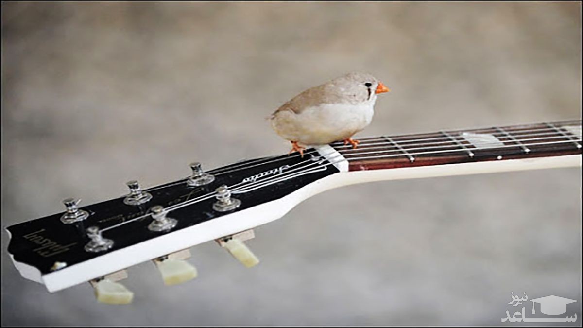 (فیلم) گنجشکی که عاشق صدای گیتار است
