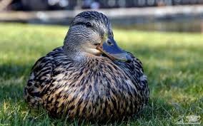 دانلود آهنگ اردک وحشی از افکت صوتی انسان و موجودات زنده